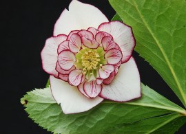 cherry-blossom350 — kopiya2